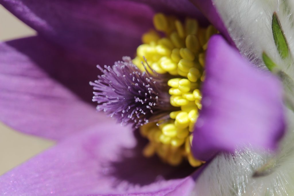 Pulsatilla montana - Foto Wikimedia Commons @Björn S...