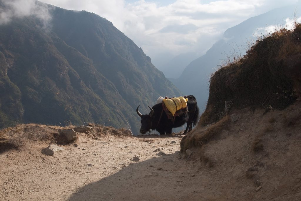 Yak a Namche Bazar - Foto Wikimedia Commons @Vyacheslav Argenberg