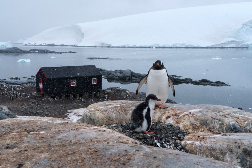 Pinguini a Port Lockroy - Foto Wikimedia Commons @Christopher Michel 