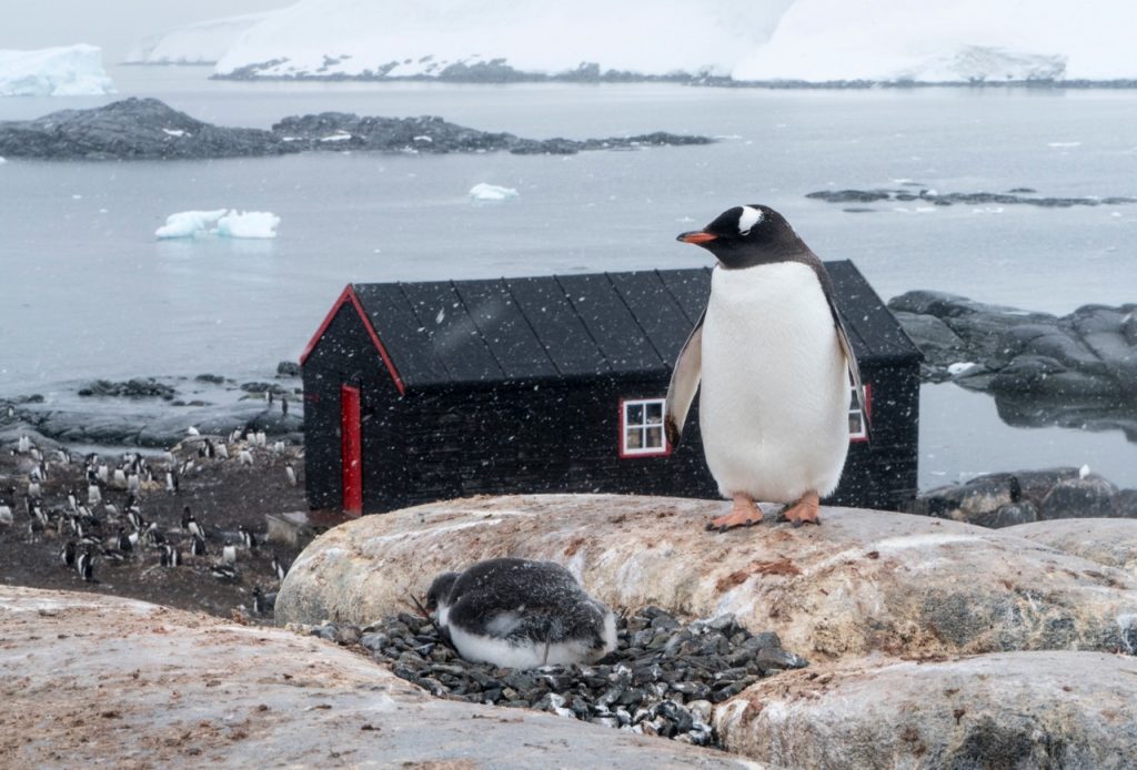Pinguini a Port Lockroy - Foto Wikimedia Commons @Christopher Michel