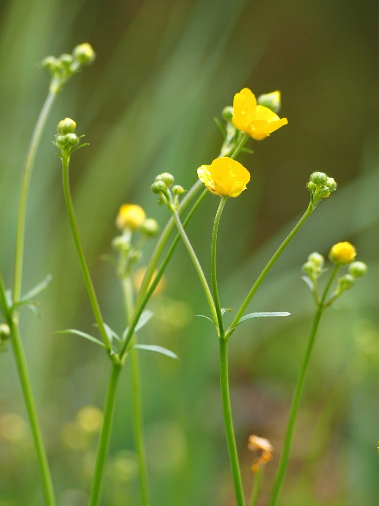 Ranuncolo - Foto Wikimedia Commons @Agnieszka Kwiecień, Nova