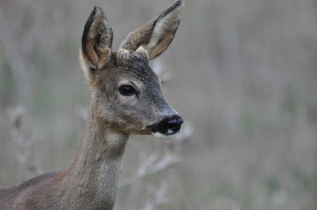 Un capriolo - Foto Stefano Ardito