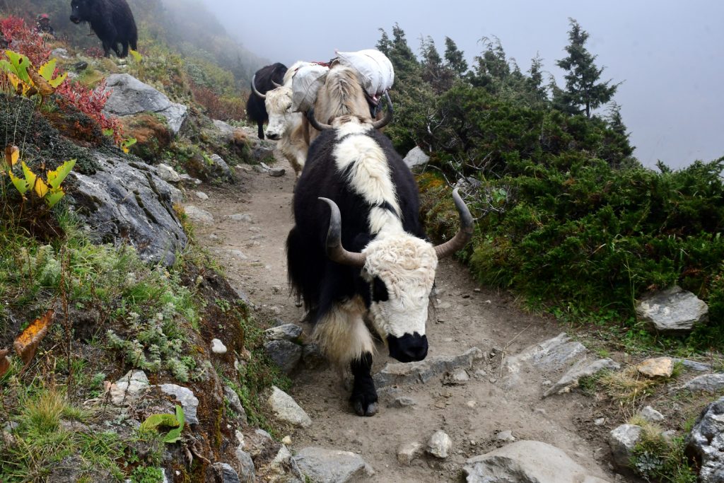 Yak carichi sul sentiero di Tengboche - Foto Stefano Ardito