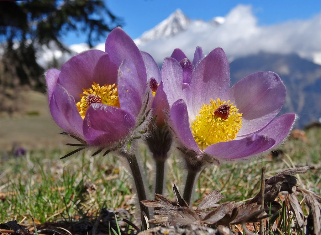 Pulsatilla montana - Foto Wikimedia Commons @Dgerritzen