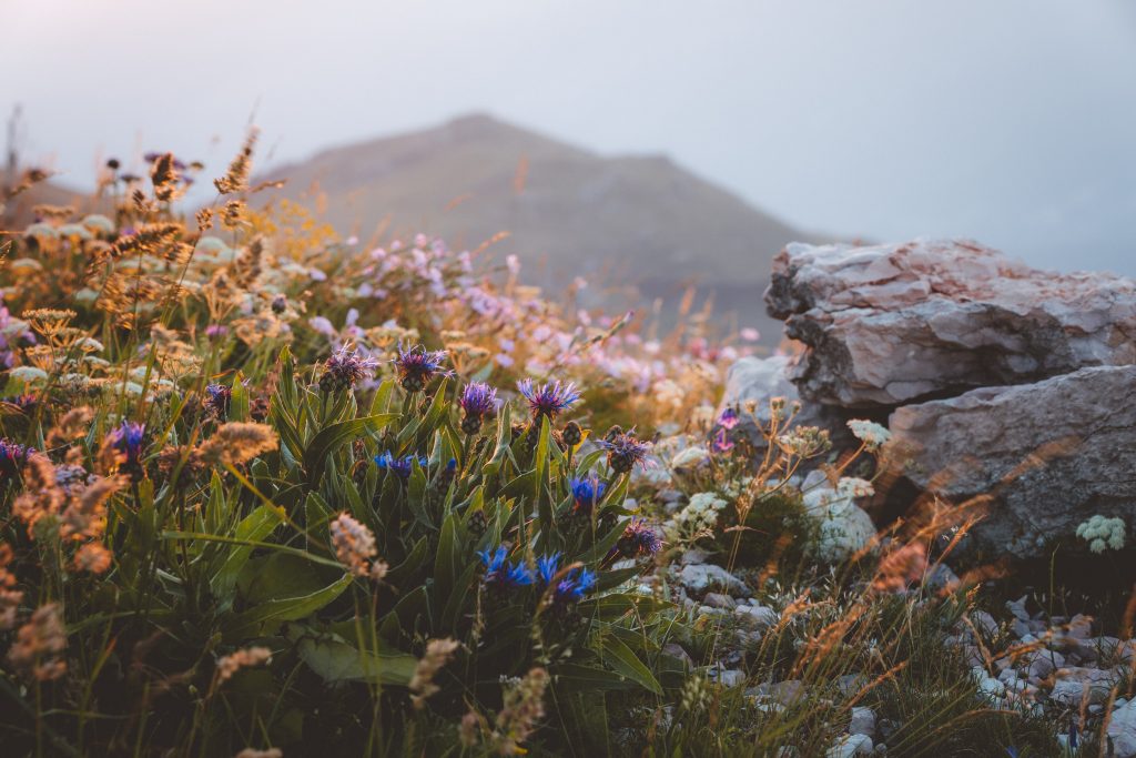 Flora del Monte Baldo - Foto Unsplash @Alessandro Matonti