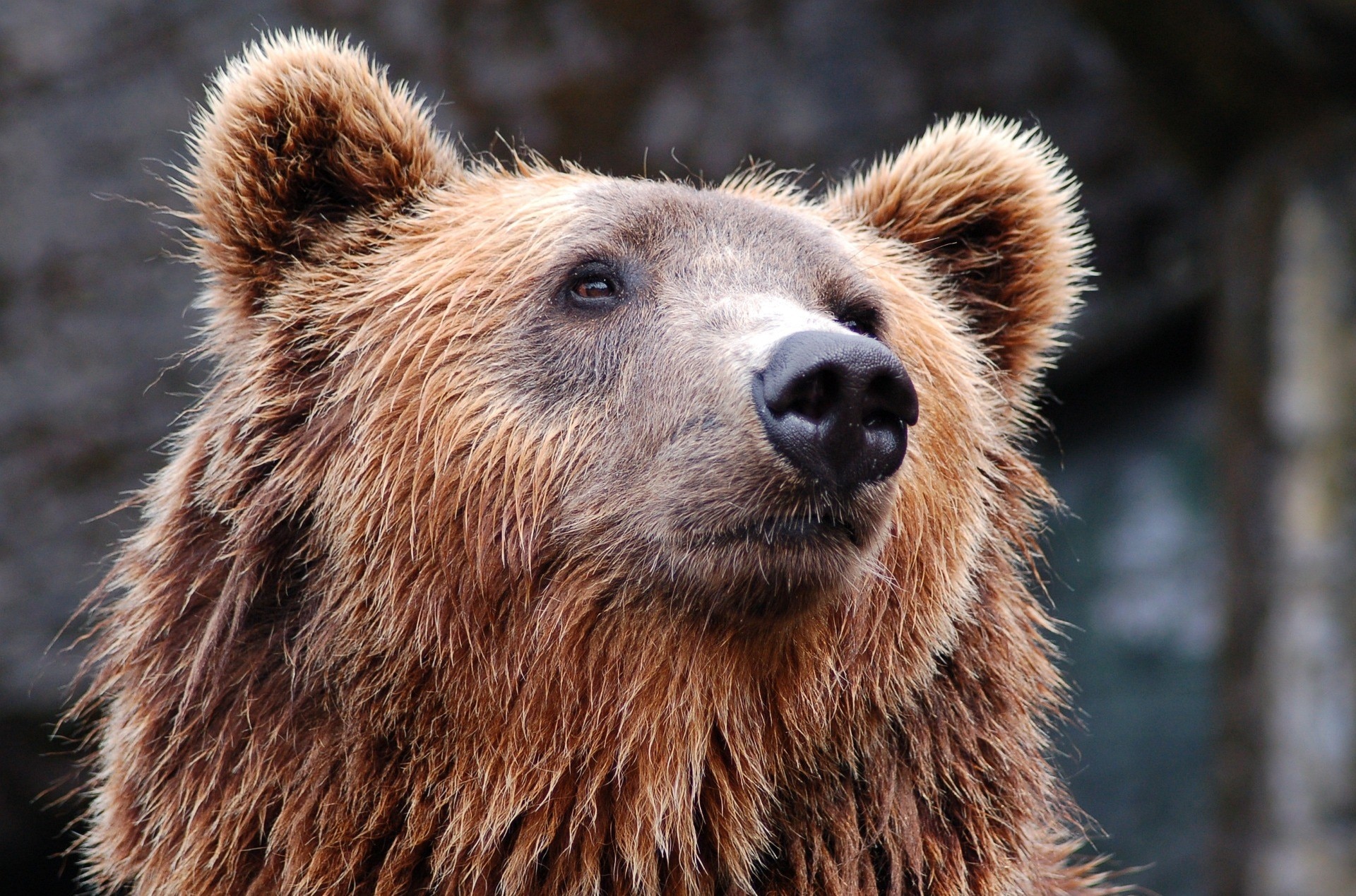 orso, trentino