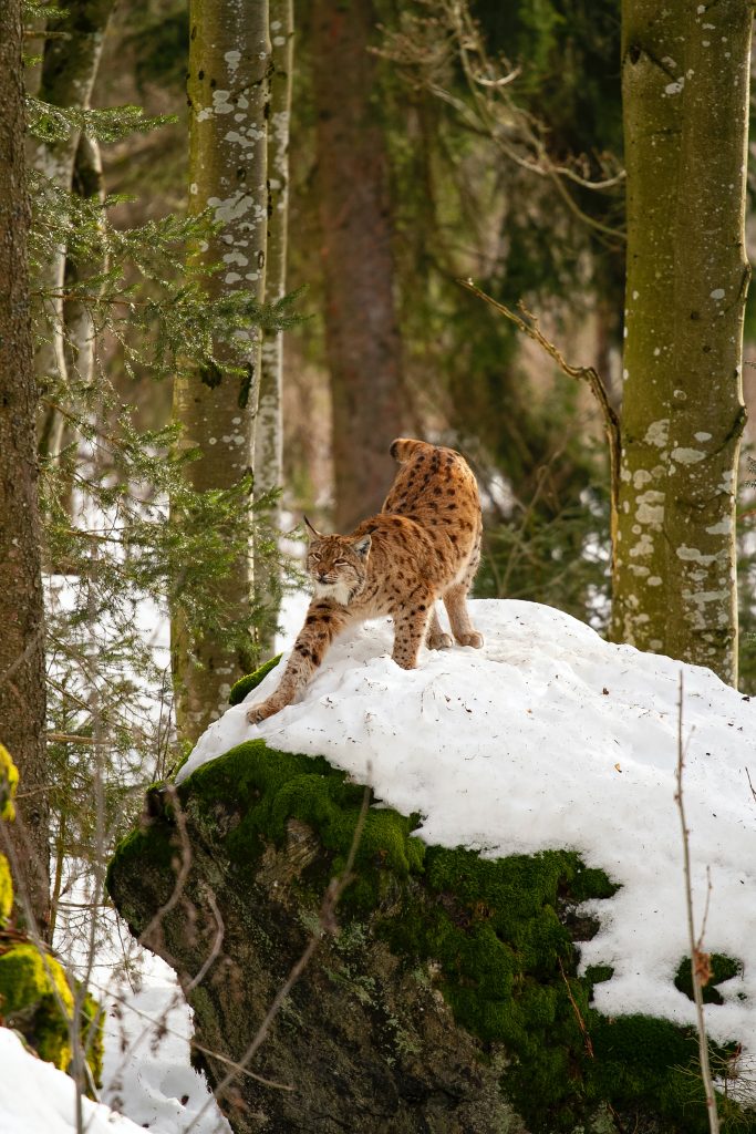 Lince - Foto Unsplash @Gustavo Leighton