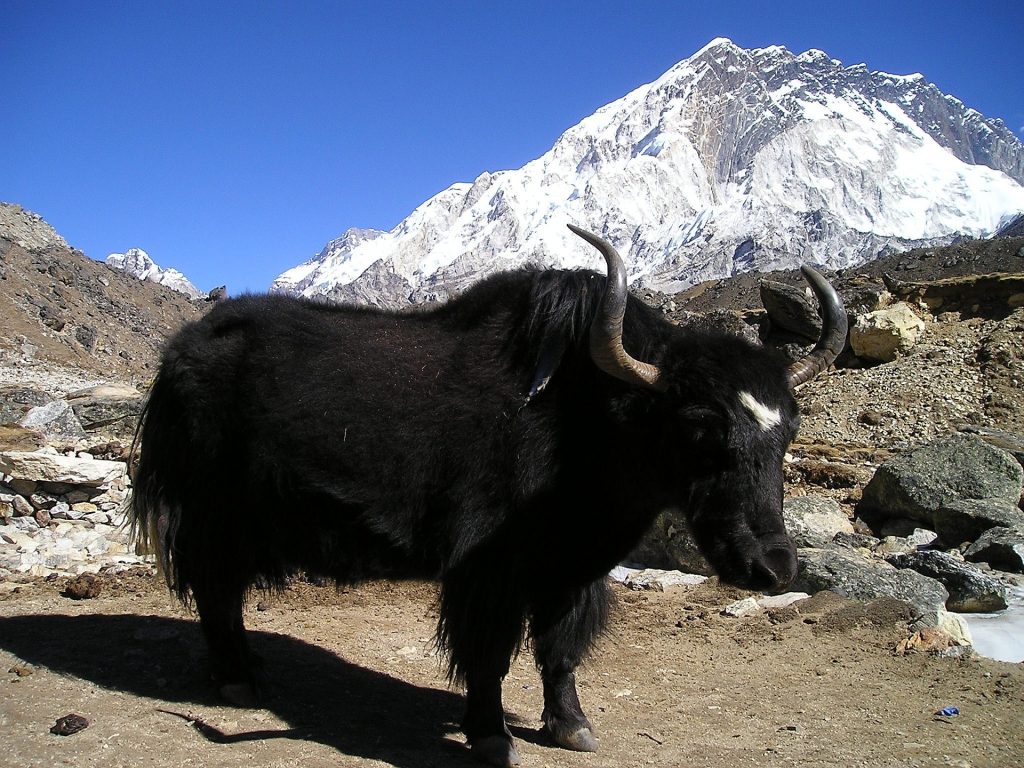 Yak - Foto Pixabay @Simon