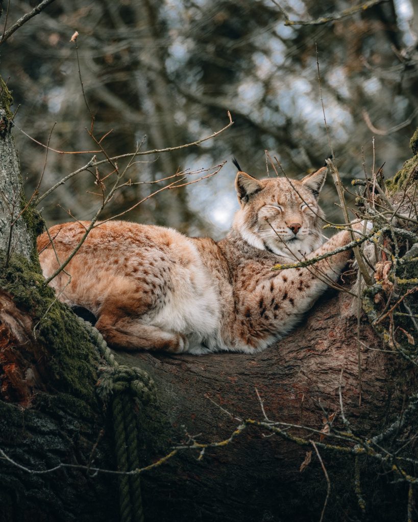 Lince - Foto Pexels @David Selbert