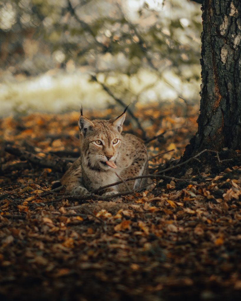 Lince - Foto Pexels @David Selbert