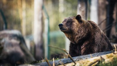 orso, cosa fare in caso di incontro