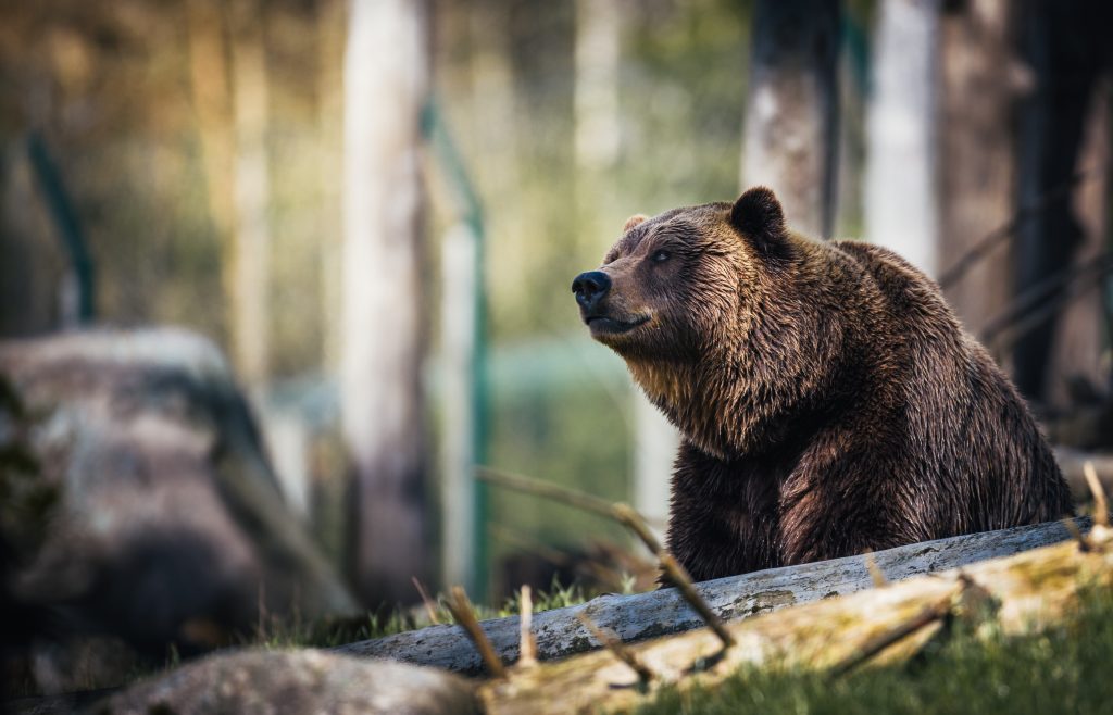 Orso bruno. Foto Pexels @Janko Ferlic
