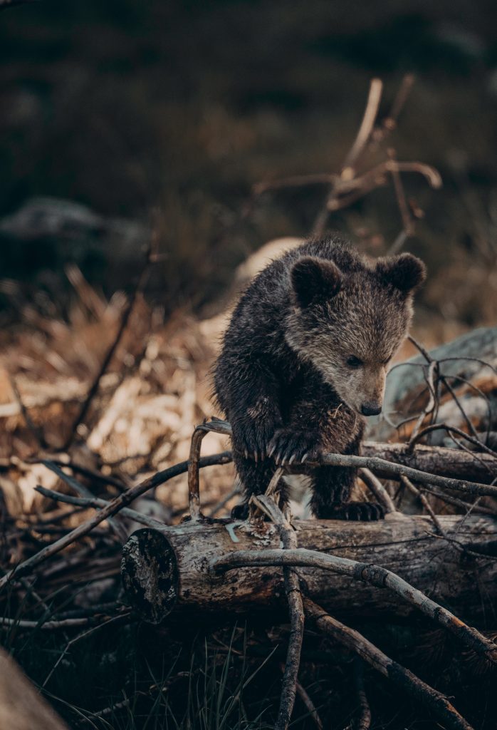 Cucciolo di orso - Foto Pexels @Janko Ferlic 