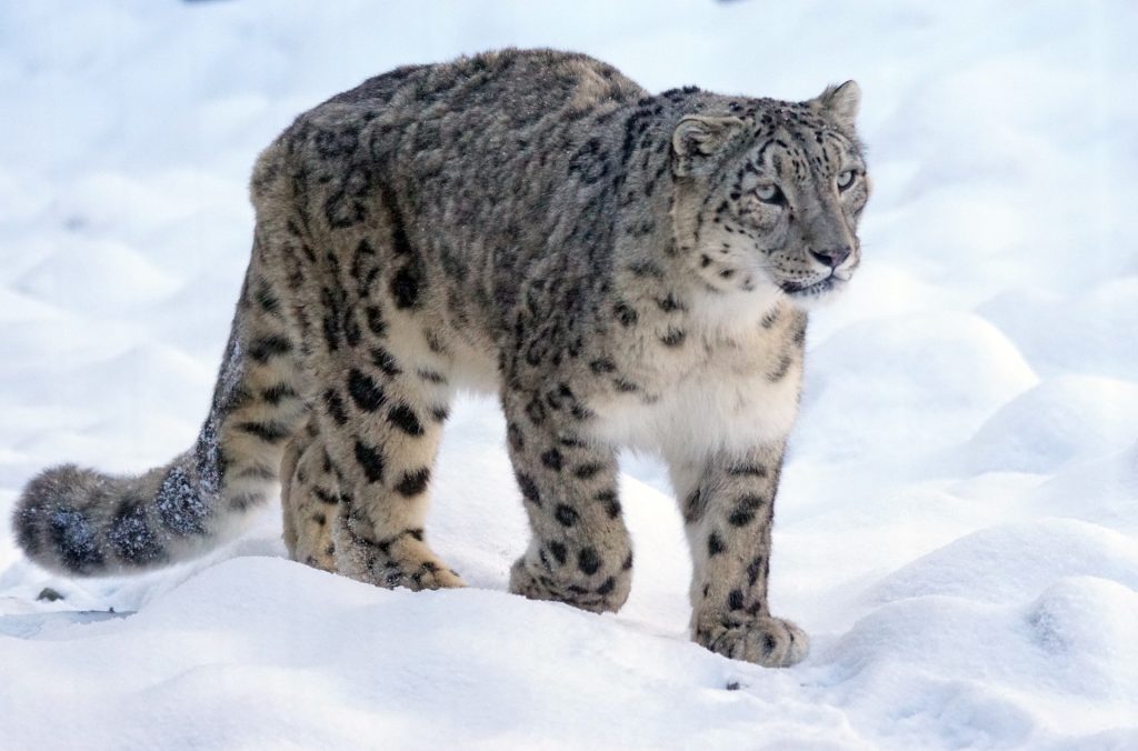 leopardo delle nevi, everest
