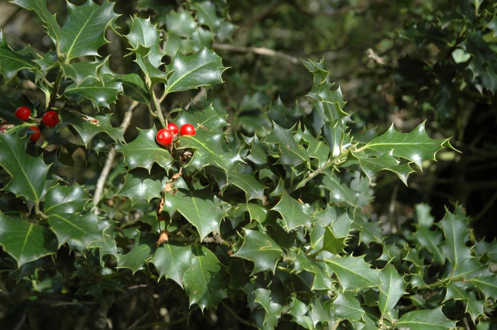Agrifoglio a Monte Gennaro. Foto Stefano Ardito