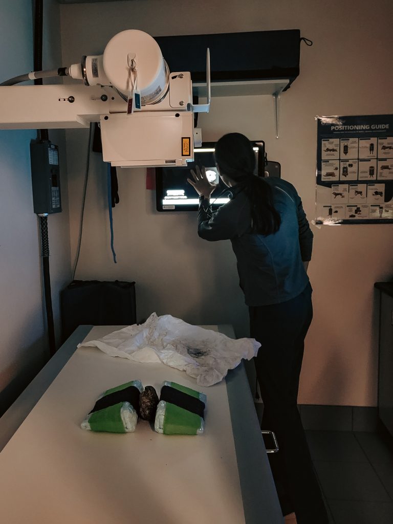 Analisi ai raggi X dello scoiattolo © Government of Yukon