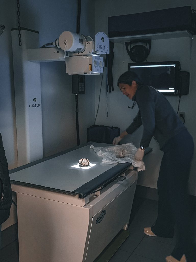 Analisi ai raggi X dello scoiattolo © Government of Yukon