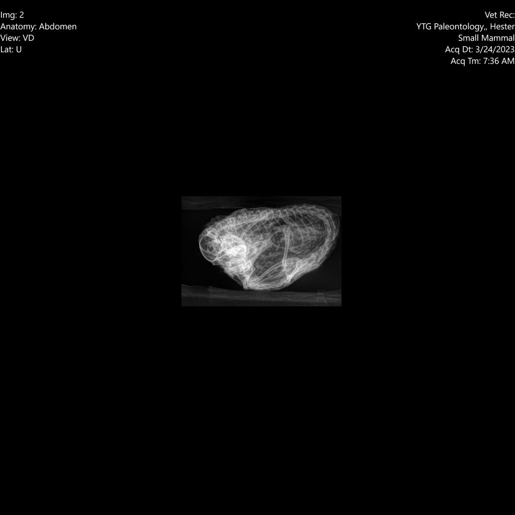 Analisi ai raggi X dello scoiattolo © Government of Yukon