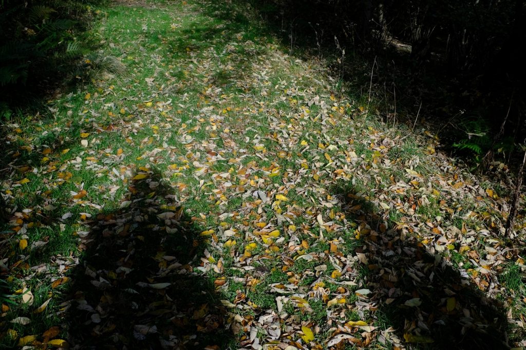 Foliage. Foto Cesare Re