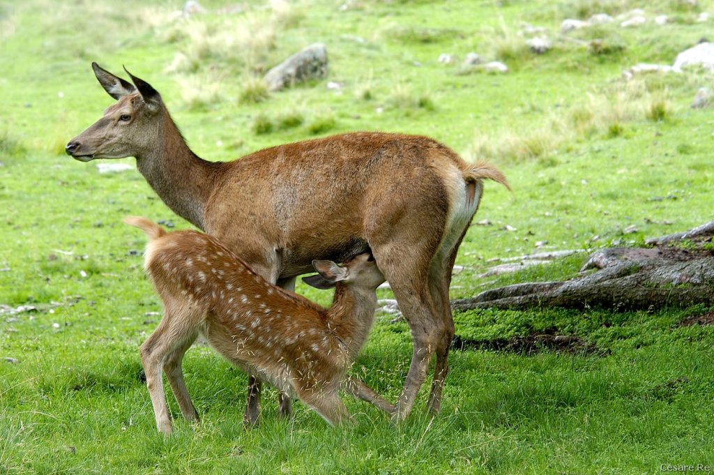 Allattamento. Foto Cesare Re