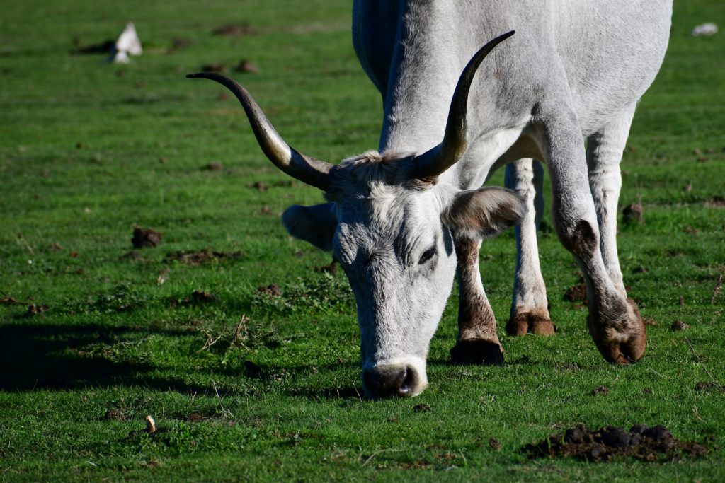 Mucca sul Pratone del Gennaro. Foto Stefano Ardito