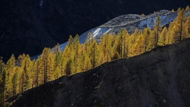 fotografia di montagna, alberi, esposisizione, composizione