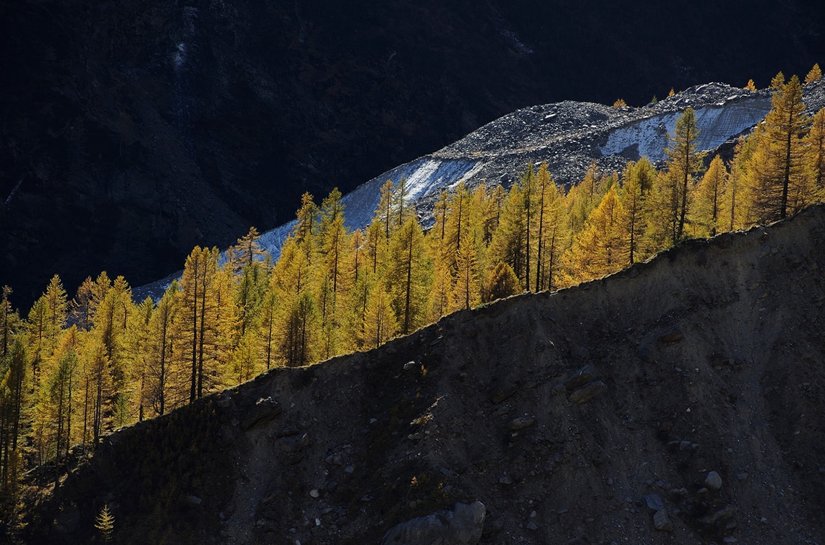 Fotografare gli Alberi, nel paesaggio di montagna