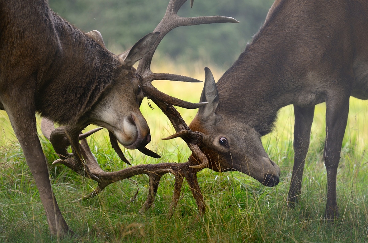 Fotografare gli animali in montagna