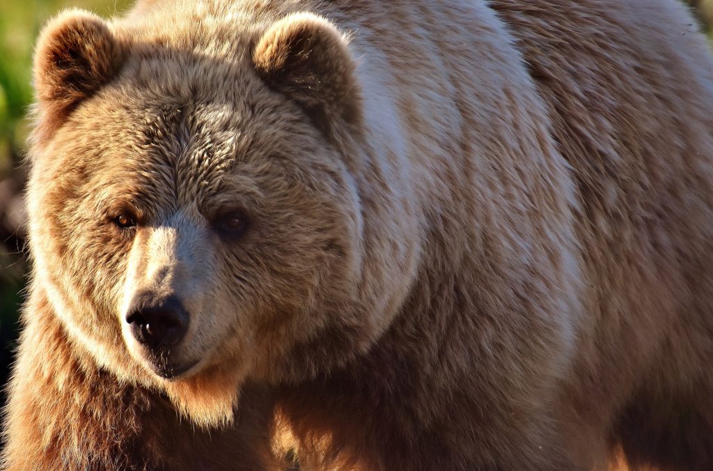 orso, parco adamello brenta, trentino