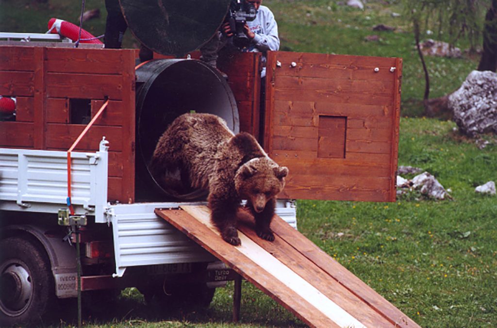 Il progetto di reintroduzione life Ursus. Foto Provincia Autonoma di Trento