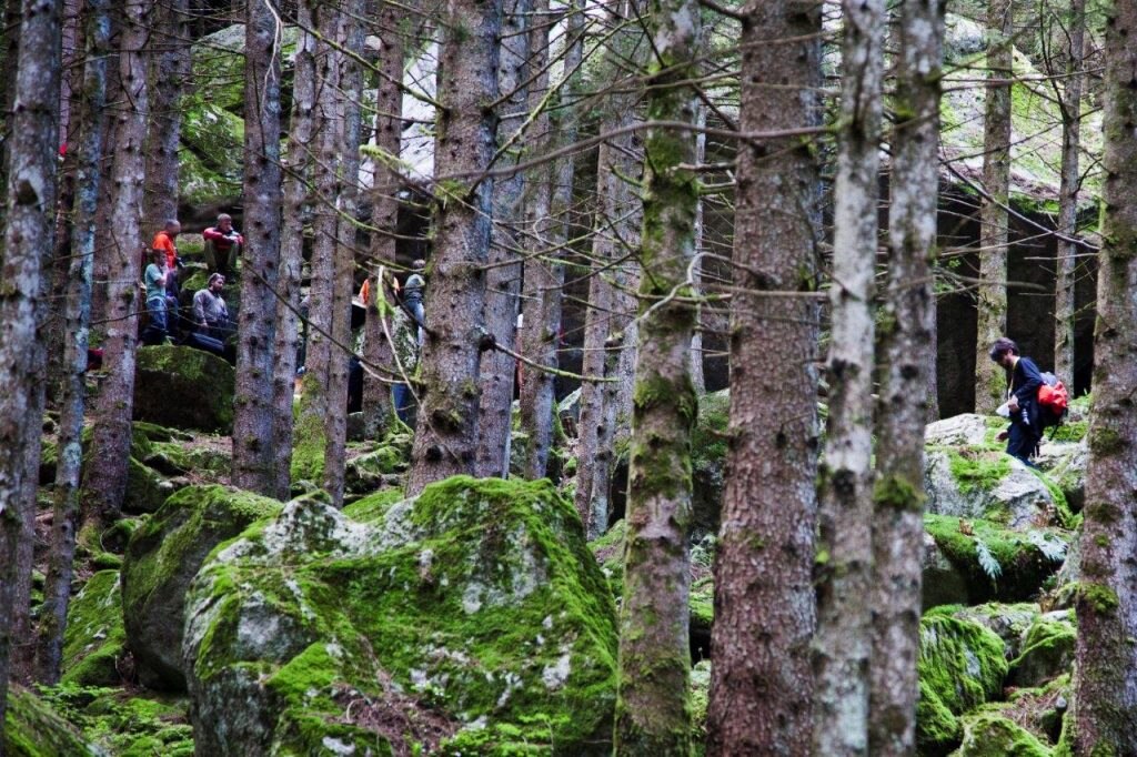 Il bosco. Foto Klaus Dell