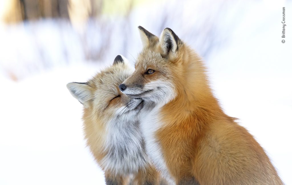Fox affection © Brittany Crossman, Wildlife Photographer of the Year