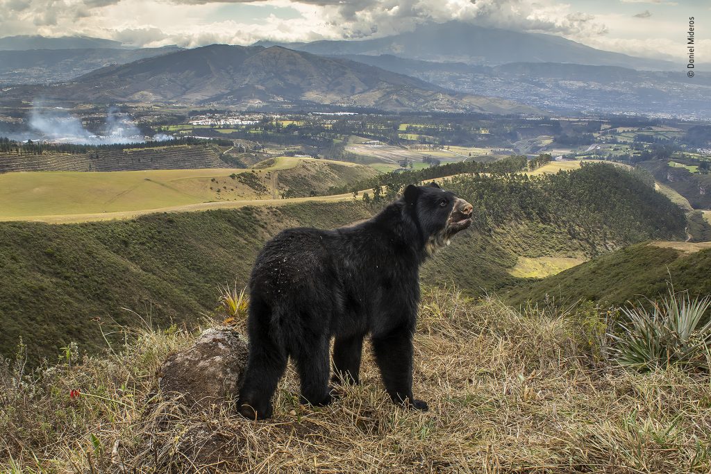 Spectacled bear’s slim outlook © Daniel Mideros, Wildlife Photographer of the Year