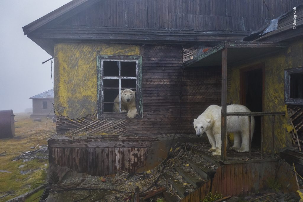 House of bears © Dmitry Kokh, Wildlife Photographer of the Year