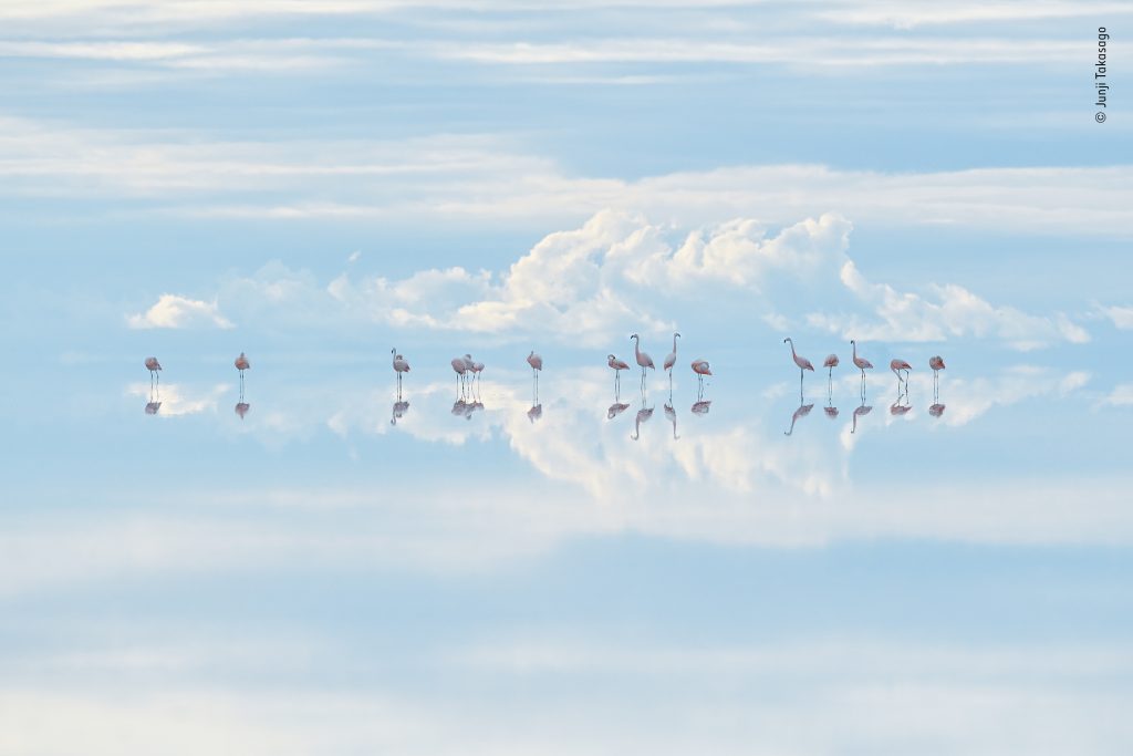 Heavenly flamingos © Junji Takasago, Wildlife Photographer of the Year