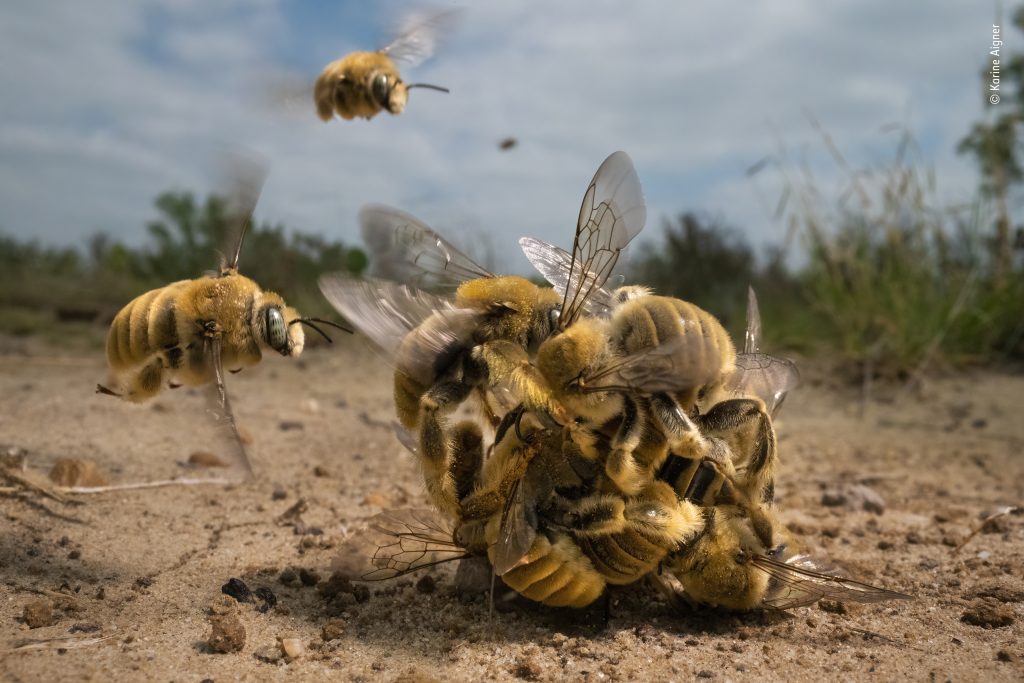 The big buzz © Karine Aigner, Wildlife Photographer of the Year