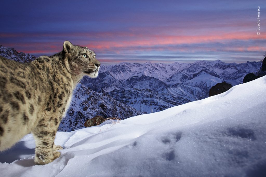 World of the snow leopard © Sascha Fonseca, Wildlife Photographer of the Year