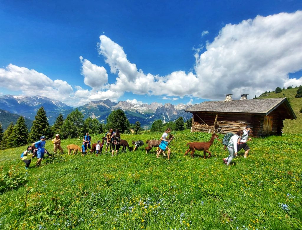Escursione con gli alpaca. Foto Ente Turismo Val di Fassa