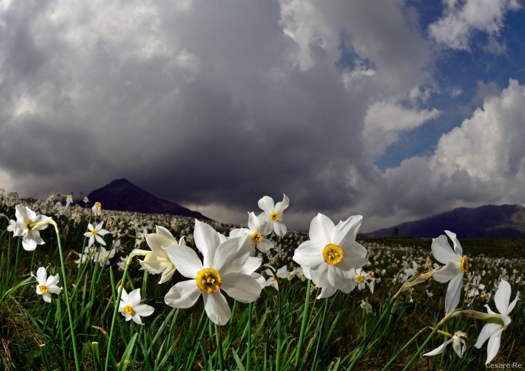 Narcisi a Pian delle Nere. Foto Cesare Re