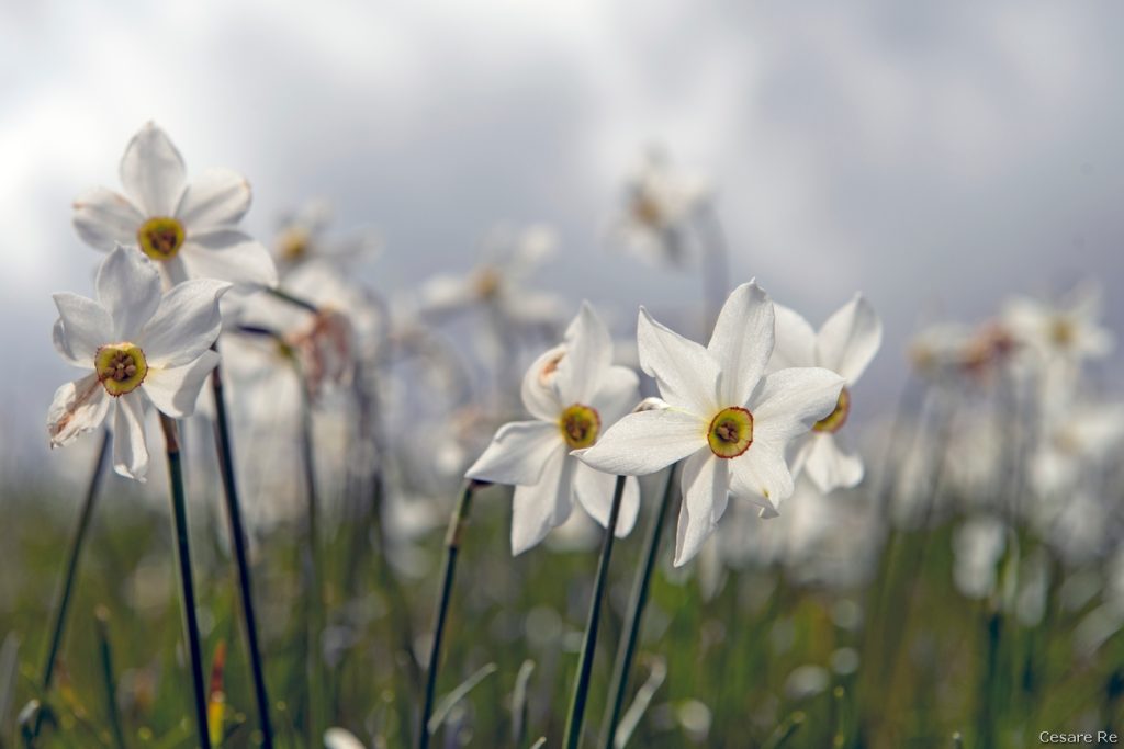 Narcisi a Pian delle Nere. Foto Cesare Re