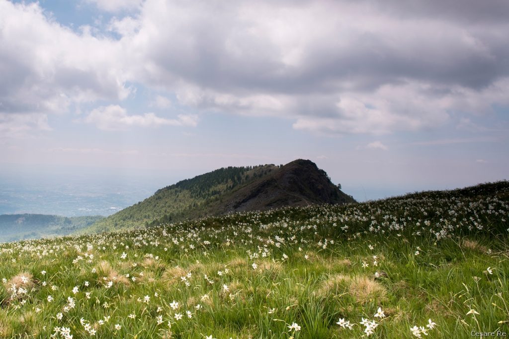 Narcisi a Pian delle Nere. Foto Cesare Re