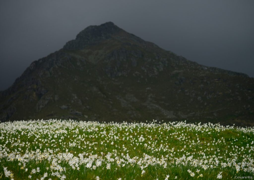 Narcisi a Pian delle Nere. Foto Cesare Re