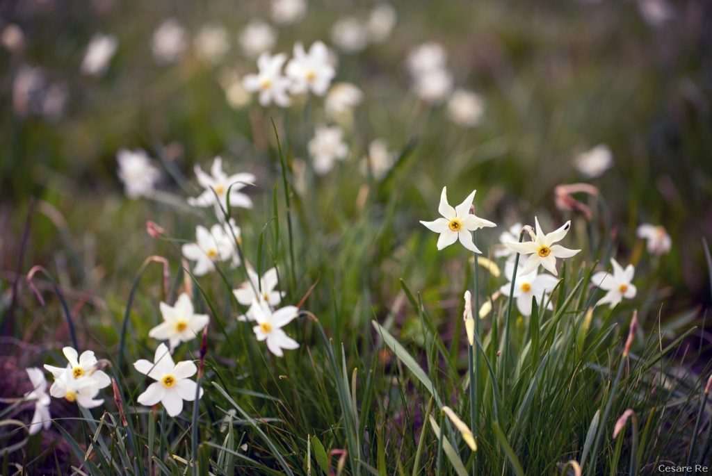 Narcisi a Pian delle Nere. Foto Cesare Re