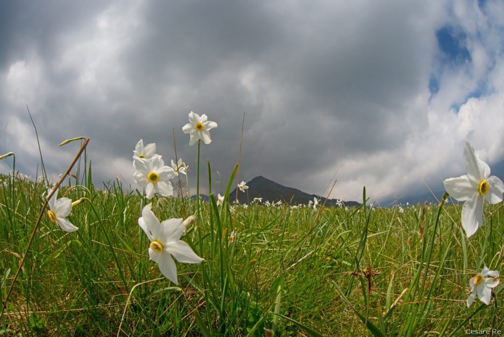 Narcisi a Pian delle Nere. Foto Cesare Re