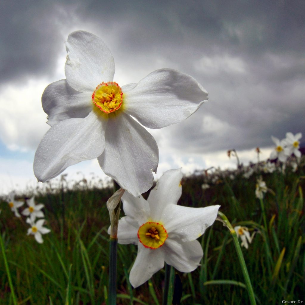 Narcisi a Pian delle Nere. Foto Cesare Re