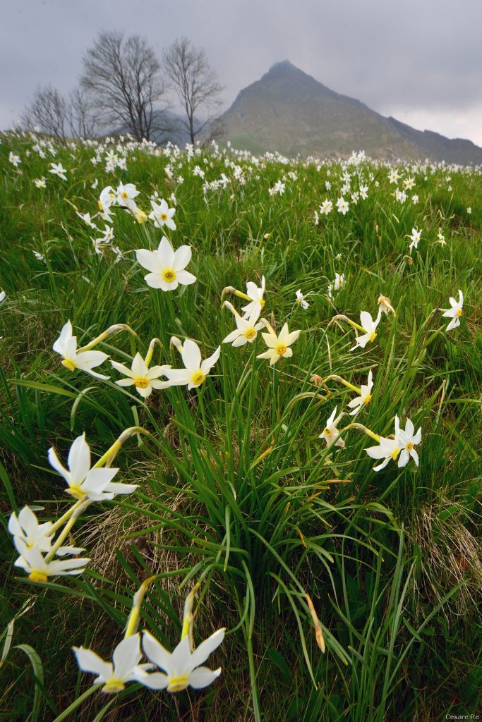 Narcisi a Pian delle Nere. Foto Cesare Re