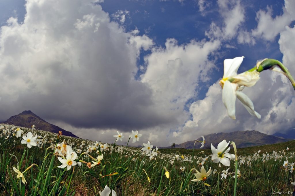 Narcisi a Pian delle Nere. Foto Cesare Re