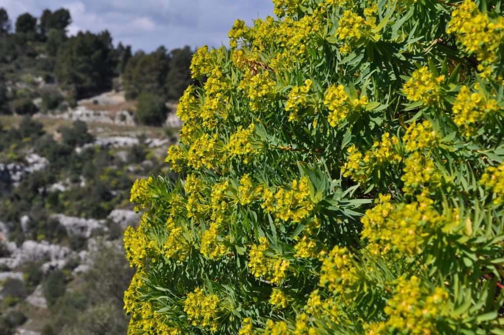 Ferule a Pantalica. Foto Stefano Ardito
