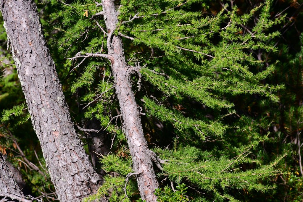 cima del cacciatore, monte lussari, giro d
