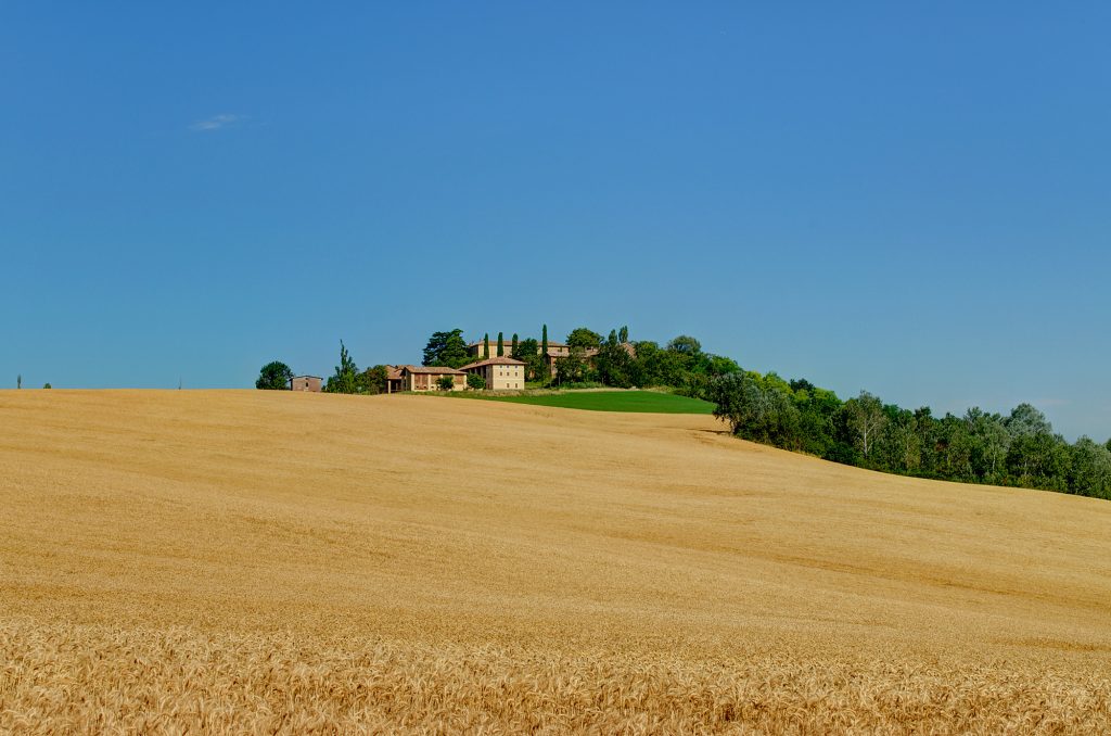 Oliva. Foto Wikimedia Commons @Terensky